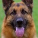     AMAKS -